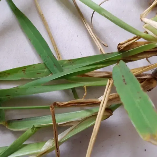 thumbnail for publication: Cercospora Leaf Spot